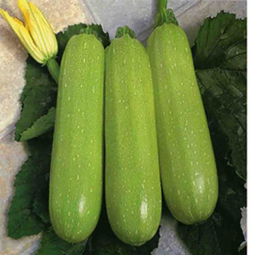 10Pcs Zucchini Seeds Green Plants Melon Vegetables Seeds