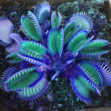 Egrow 100PCS Garden Potted Blue Insectivorous Plant Seeds