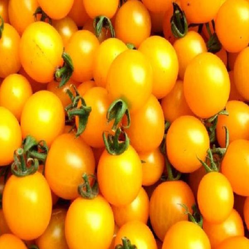 50Pcs Yellow Tomatoes Seeds Green Plants Vegetables Seeds