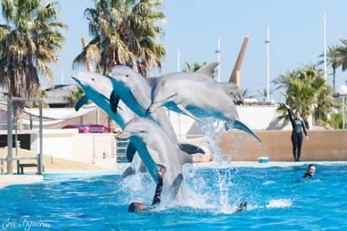 Aquopolis Costa Dorada - Dolphin Experience