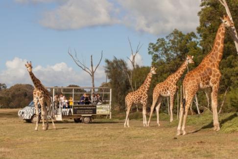 Werribee Open Range Zoo + Melbourne Star