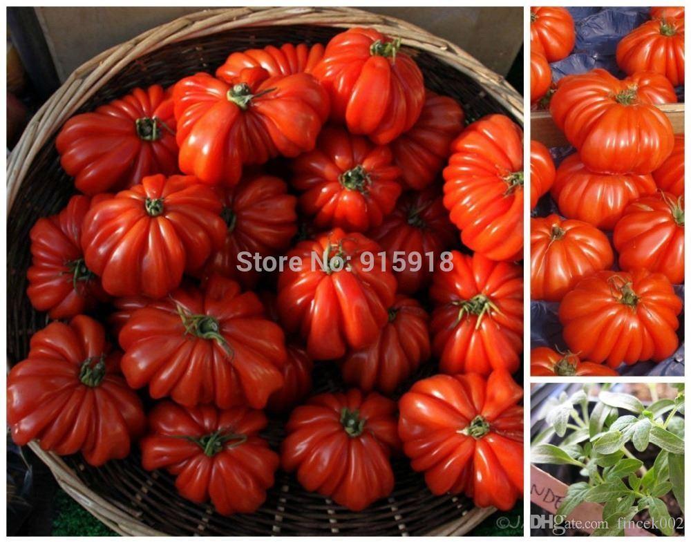 Vegetables seeds Tomato 'Marmande' RARE Seeds - 50 TOP Quality Seeds, household gardening DIY, shipping!