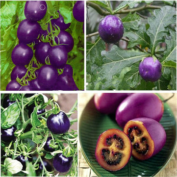 20pcs Seeds Purple Cherry Tomato