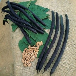 French Climbing Bean Cosse Voilette (10 Plants) Organic