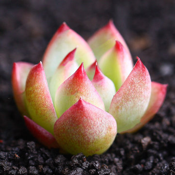Egrow 100Pcs/Pack Echeveria Succulents Lithops Seeds