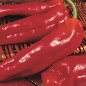 Sweet Pepper Long Red Marconi (3 Plants) Organic