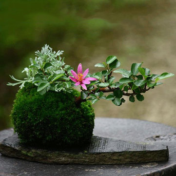 Creative Moss Vase Flowers Plants Container