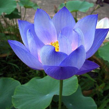 10Pcs Flower Seeds Blue Lotus Seeds Aquatic Plants Water Lily Plants Midnight Blue Lotus