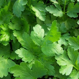 Parsley Flat Leaf (3 Plants) Organic
