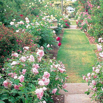 Egrow 200Pcs Garden Climbing Rose Seeds