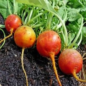 Golden Bolder Beetroot (10 Plants) Organic