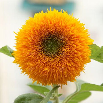 15Pcs Teddy Bear Sunflower Seeds