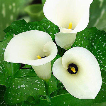 10Pcs Zantedeschia Seed Herbs Plant Heart Rotation Shape Home Office Potted Plants