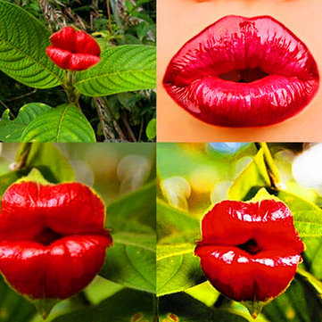 Egrow 100Pcs Red Lips Flower Seeds