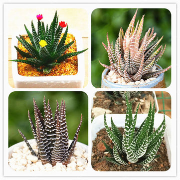 Egrow 100Pcs/Bag Haworthia Fasciata Seeds