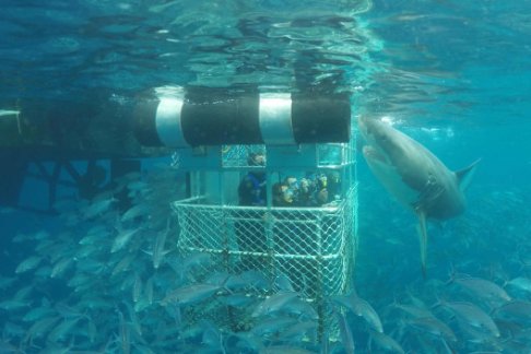 Shark Cage Diving - Shark Cage Dive
