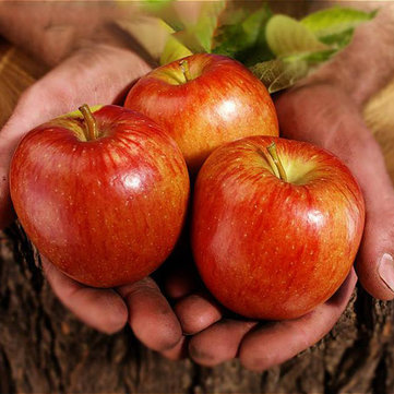 Egrow 100 Pcs/Pack Apple Tree Seeds