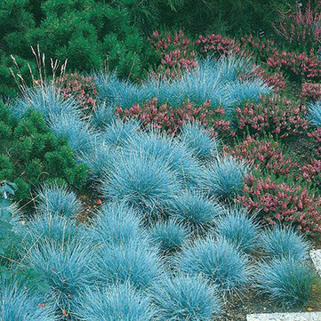 100Pcs Blue Fescue Grass Seeds Perennial Hardy Ornamental Grass Home Garden