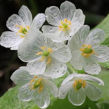10Pcs Diphylleia Grayi Skeleton Flower White Petal Flower with Rain Turns Translucent Bonsai Crystal