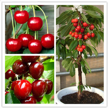 Egrow 20 Pcs/Bag Cherry Seeds