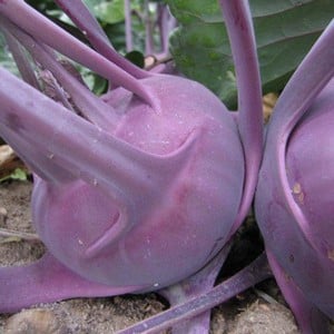 Kohl Rabi Delicacy Purple (10 Plants) Organic