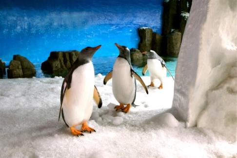 SEA LIFE Melbourne Aquarium - Entry + Hoodie Penguin Toy