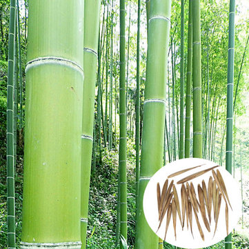 100pcs Garden Evergreen Arbor Moso Bamboo Seeds