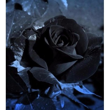 20 Black Rose Flower Rose2 Seeds