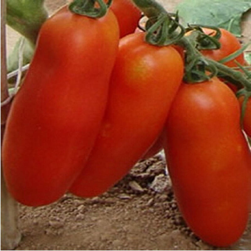 200Pcs Bündel der Bananen Tomatensamen organische Gemüse Bonsais Samen