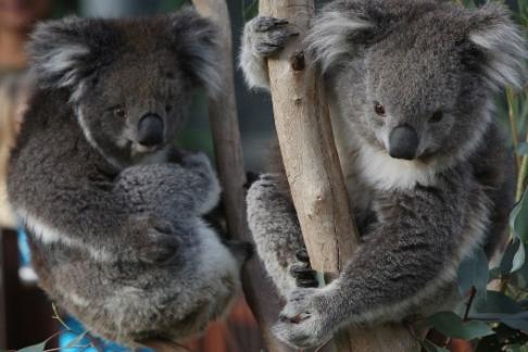 Melbourne Zoo + Melbourne Star