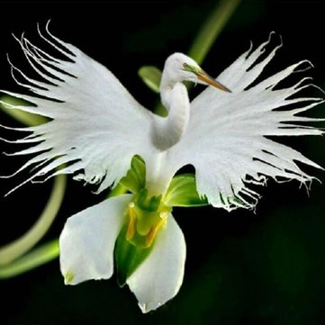 200pcs Japanese Egret Flowers Seeds
