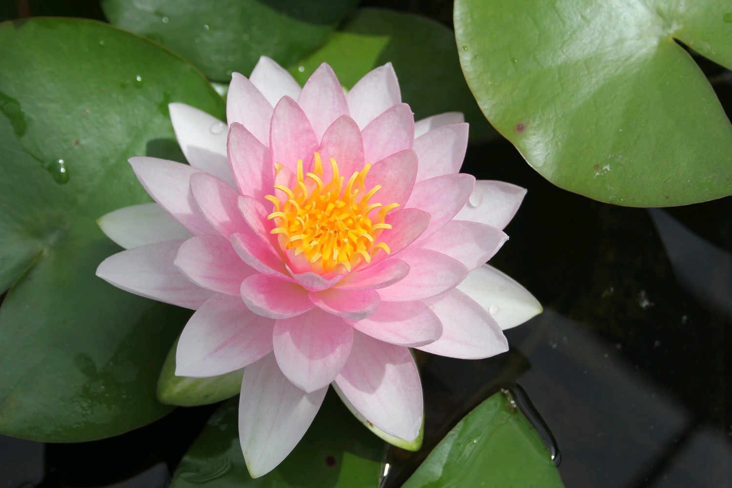 Anglo Aquatics Pink 'Darwin (Hollandia)' Nymphaea Lily (EXTRA 2-9 DAYS FOR DELIVERY)