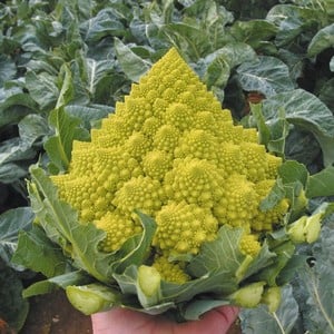 Cauliflower Romanesco Navona (10 Plants) Organic