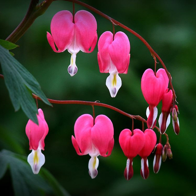 Egrow 10Pcs Dicentra Spectabilis Samen Bluten Herz Garten Pflanze Herzförmige Blumen