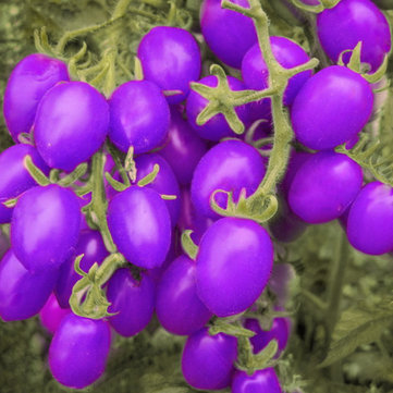 100Pcs Purple Sacred Fruit Tomato Seeds