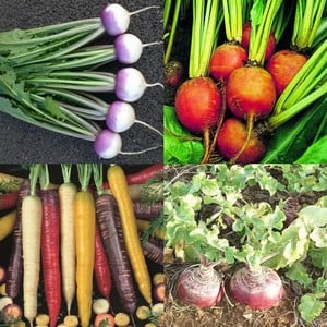 Root Vegetable Collection (60 Plants) Organic