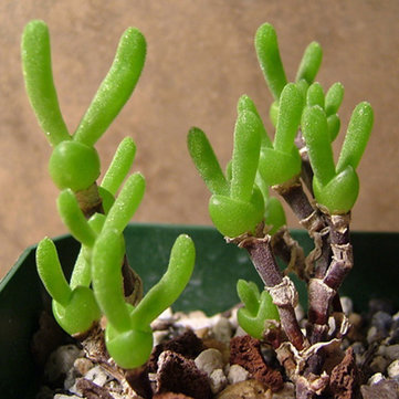 10pcs Monilaria Obconica Succulent Plants Seeds