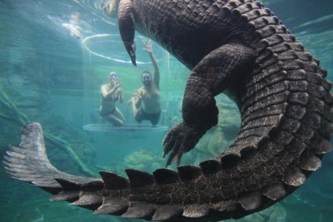 Crocosaurus Cove - Big Croc Feed VIP Experience