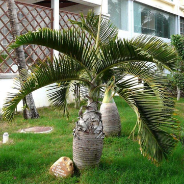 Egrow 20Pcs Exotic Bottle Palm Seeds